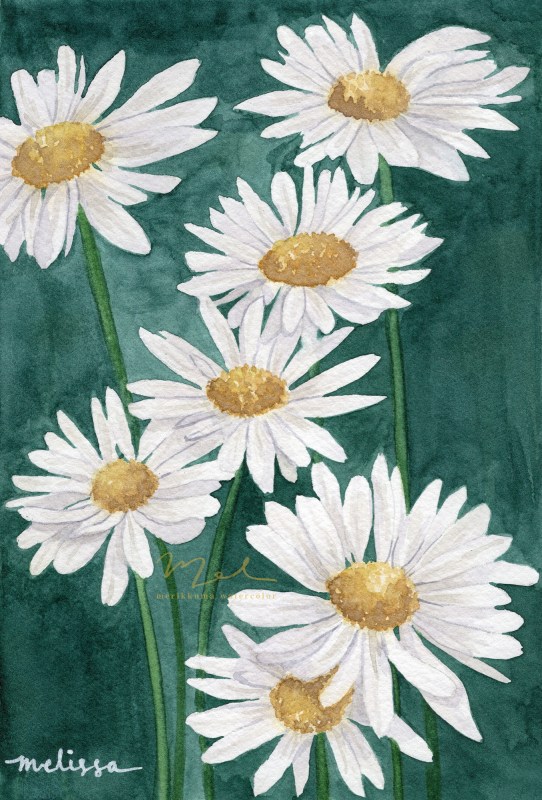 A watercolour painting of white daisies. The background is a dark emerald green contrasting the white petals of the flowers.